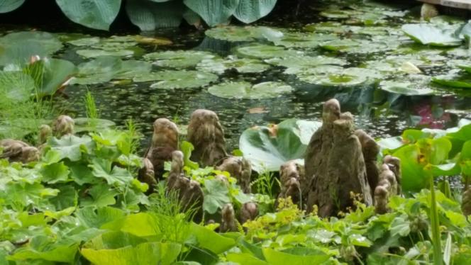 Gerealiseerde tuin van Sandra den Exter 36