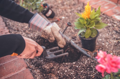 De aanplant tijdens de realisatie van een tuin